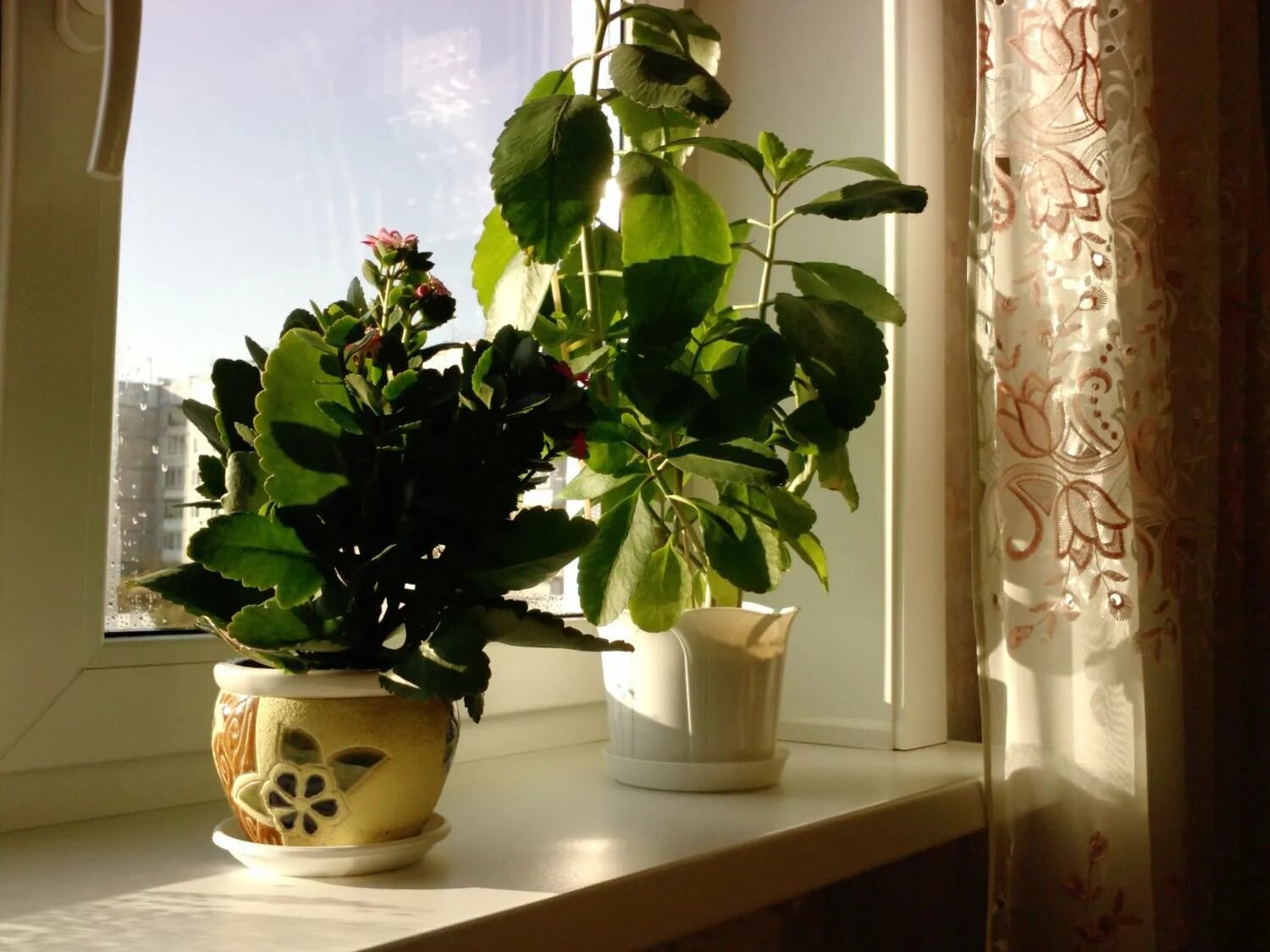 каланхоэ каландива отцвела. каланхоэ каландива в горшке. цветущий каланхоэ на подоконнике. каланхоэ дебора. каланхоэ каландива обрезка.