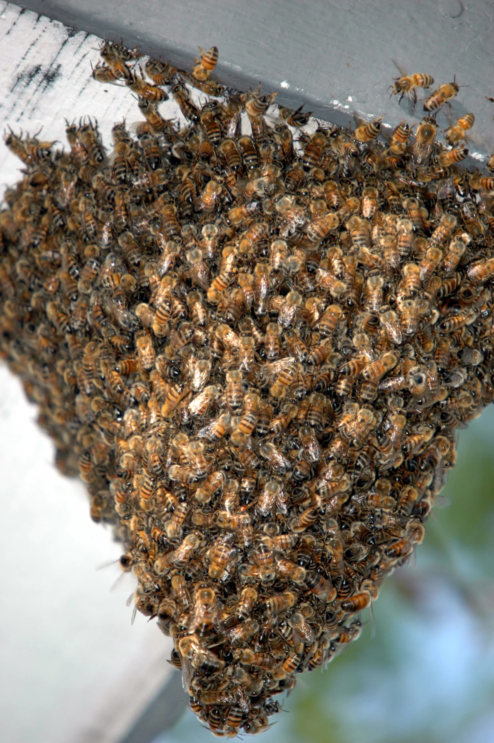 Как можно стать пчелой. Улей шершней и матка. Пчелиный улей. Домашние пчелы. Пчелы в улье.