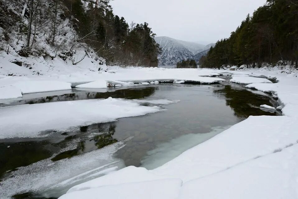 Река Кокши горный Алтай. Село Кокши Алтайский край. Кокши Советский район Алтайский край. Река Кокша. Погода кокши советский алтайский край