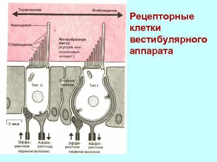 Клетки вестибулярного аппарата. Волосковые клетки вестибулярного аппарата. Вестибулярные рецепторы волосковые клетки. Рецепторные клетки вестибулярного аппарата. Рецепторные клетки вестибулярного анализатора.