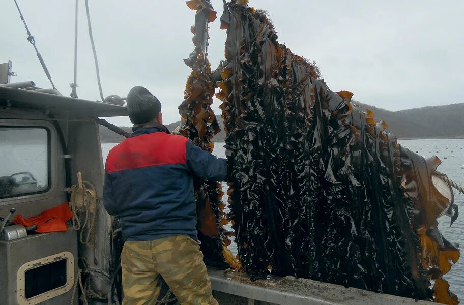 Собрать урожай водорослей