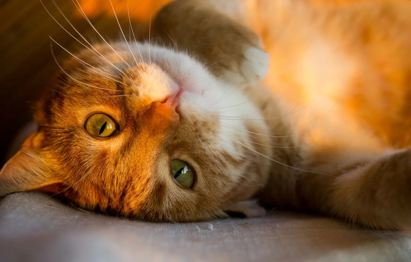 Котик в лучах солнца. Кот на солнышке. Котик на солнышке. Рыжий кот спит. Котёнок и солнышко.
