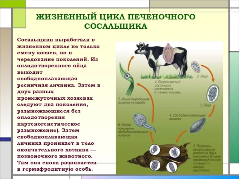 Жизненный цикл сосальщики 7 класс биология. Циклы развития плоских червей биология 7 класс. Цикл развития печеночного сосальщика биология 7 класс. Цикл развития печеночного сосальщика биология 8 класс.