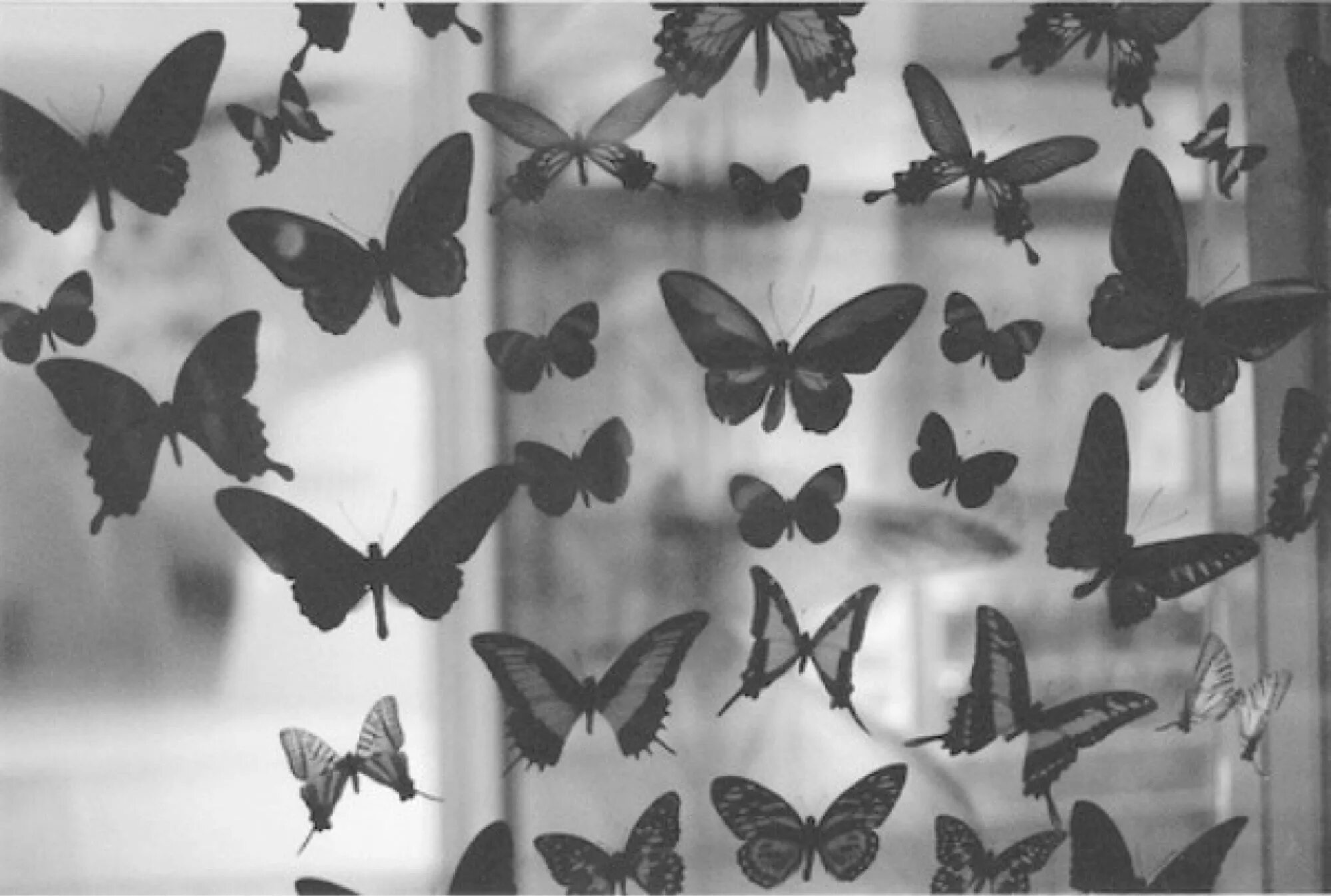 Сохранение темных бабочек в результате. Бабочки Эстетика. Много бабочек. Бабочка черно белая. Бабочки на черном фоне.