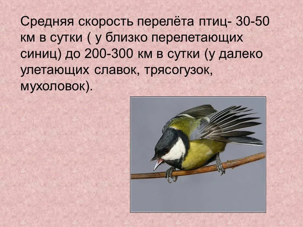 Скорость синицы