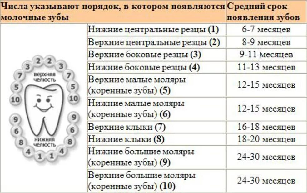 Скольки месяцев режутся зубы. Схема вылезания зубов у малышей. Схема прорезывания молочных зубов у детей до 2 лет. Поочередность прорезывания молочных зубов у детей. Схема вылезания зубов у ребенка молочных.