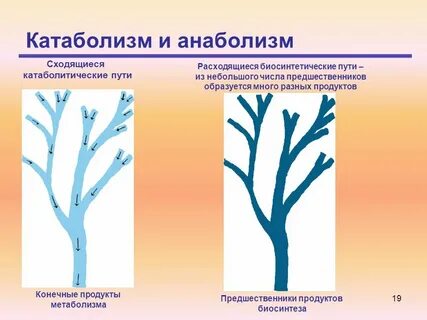 Что такое анаболизм и катаболизм