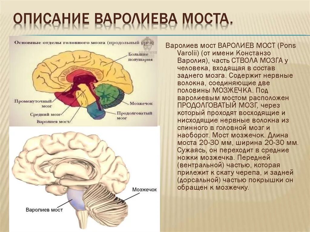 В мозгу есть область. Строение головного мозга варолиев мост. Головной мозг варолиев мост. Головной мозг строение варолиев мозг. Варолиев мост строение и функции.