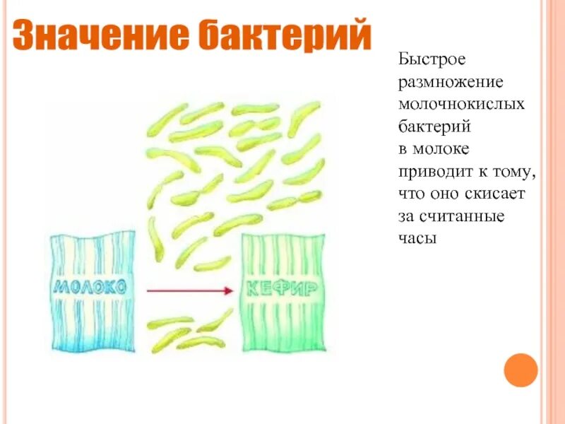 Что означает бактерии. Молочнокислые бактерии. молочнокислые бактерии роль в природе. размножение молочнокислых бактерий. кисломолочные бактерии 5 класс.