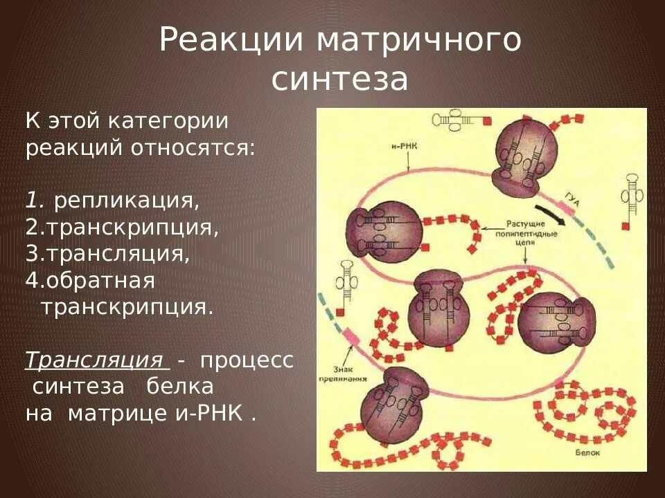 Реакции матричного синтеза схема. Матричный синтез репликация. Транскрипция — первый этап биосинтеза белка. Этапы трансляции биосинтеза белка. Фотосинтез пластический обмен и энергетический обмен.
