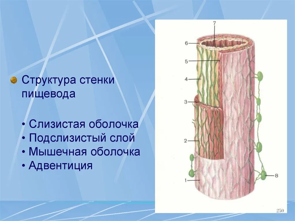 Слои пищевода