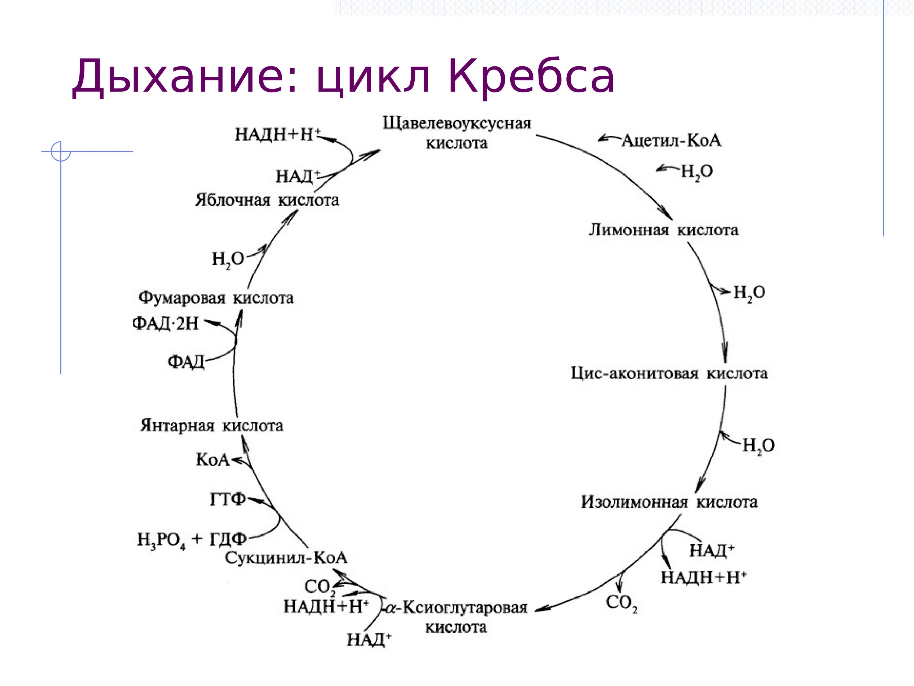 Цикл кребса какой этап. Цикл трикарбоновых кислот биохимия кратко. цикл трикарбоновых кислот схема. цикл кребса 34 атф. цикл трикарбоновых кислот цикл кребса.