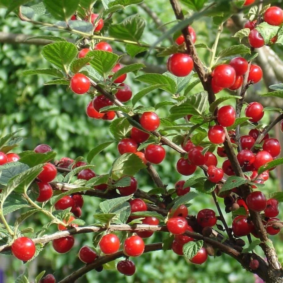 Похожа на вишню. Похожа на вишню. Похожа на вишню. Ягода похожая на вишню. Черри вишня дерево.