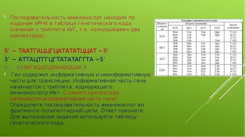 Сколько нуклеотидов в кодоне ирнк. Последовательность нуклеотидов рнк. последовательность аминокислот рнк. последовательность ами. кодирует последовательность аминокислот.
