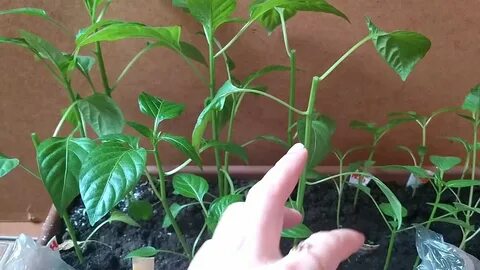 Почему умирают от перца