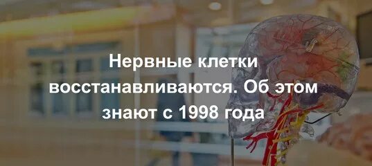 Нервные клетки восстанавливаются. Нервные клеткивостанавиваются. Нервные клетки восстанавливаются или нет. Правда что нервные клетки восстанавливаются. Сколько восстанавливается нервная