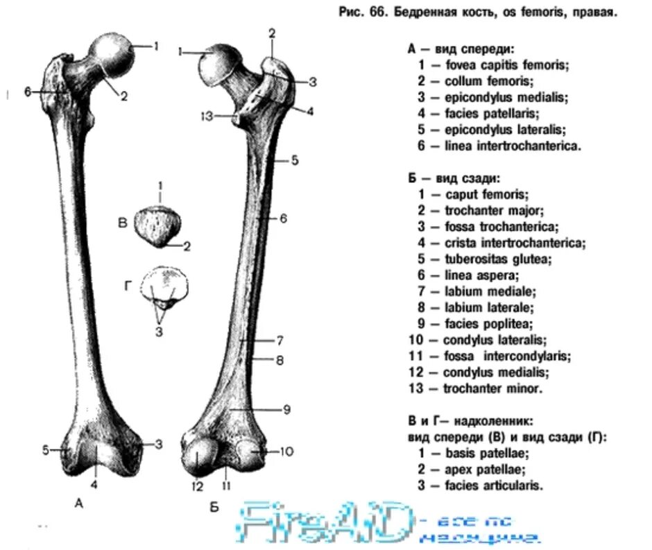 Строение бедренной кости анатомия на латыни. Бедренная кость строение. Бедренная кость анатомия человека Синельников. Бедренная кость человека анатомия с подписями.