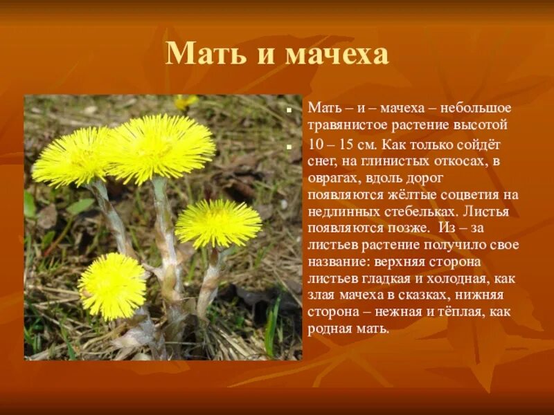 Рассказ о цветке мать и мачеха. Мать и мачеха цветок доклад. Мать и мачеха 3 класс. Мать и мачеха цветок 2 класс.