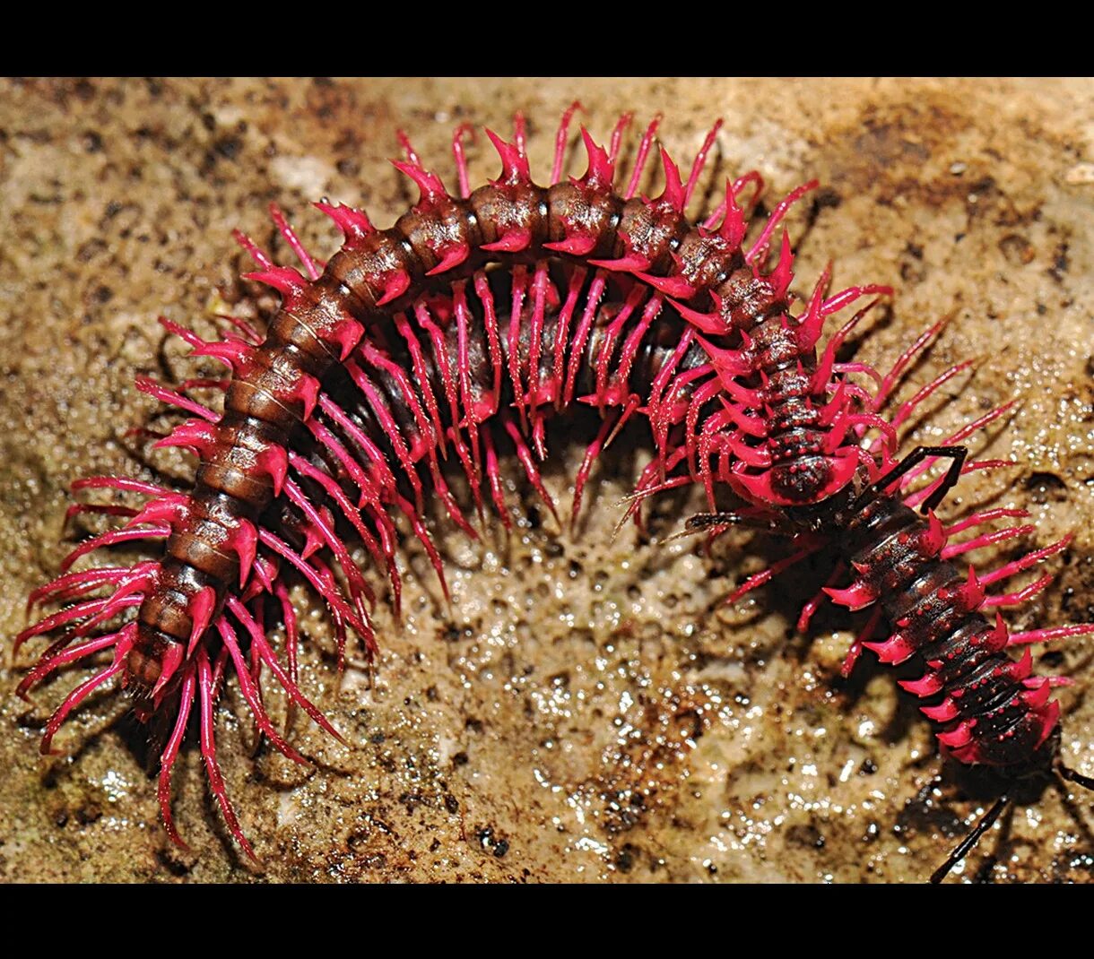 Диплопода многоножка. Многоножка кивсяк. Многоножка Millipede. Девонские многоножки.