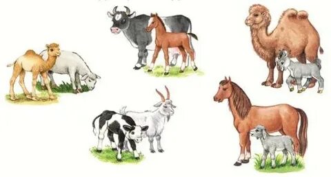 Фархат порно 2 маусым