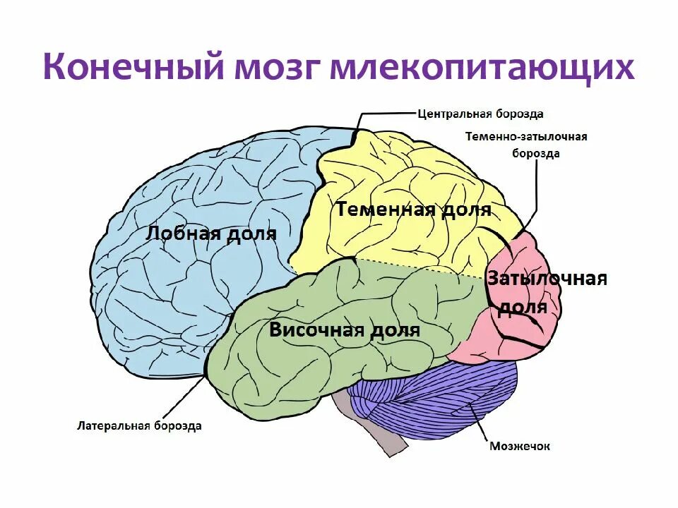 Центры головного мозга человека. Доли коры больших полушарий головного мозга. затылочная доля головного мозга анатомия. локализация основных функций в коре головного мозга.