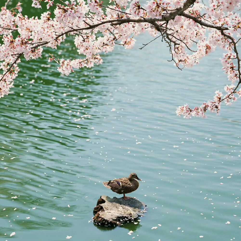 Сакура вода. Цветение природы. Сакура отражение в воде. Сакура у воды. Сакура у озера.