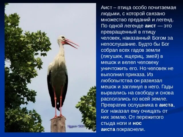 Притча о птице. Легенда о птице. Какая птица по легенде. Какая птица по легенде. Легенды о птицах короткие.