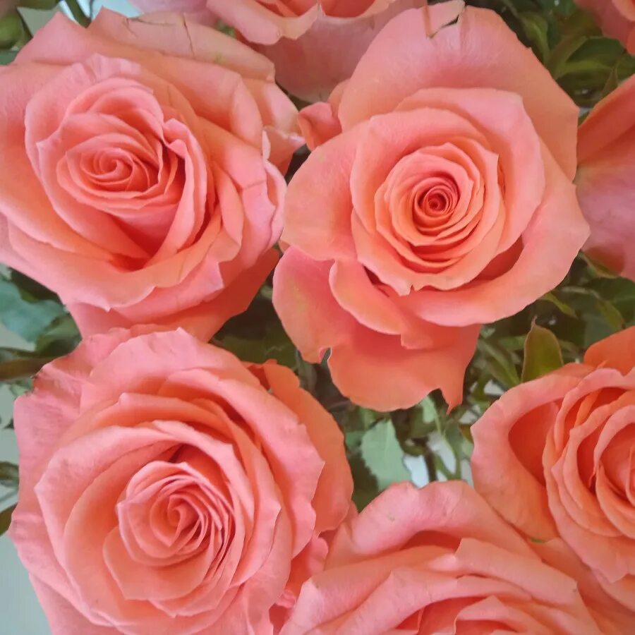 Пинк амстердам. Пинк амстердам. Пинк амстердам. Пинк амстердам. Флорибунда амстердам пинк.