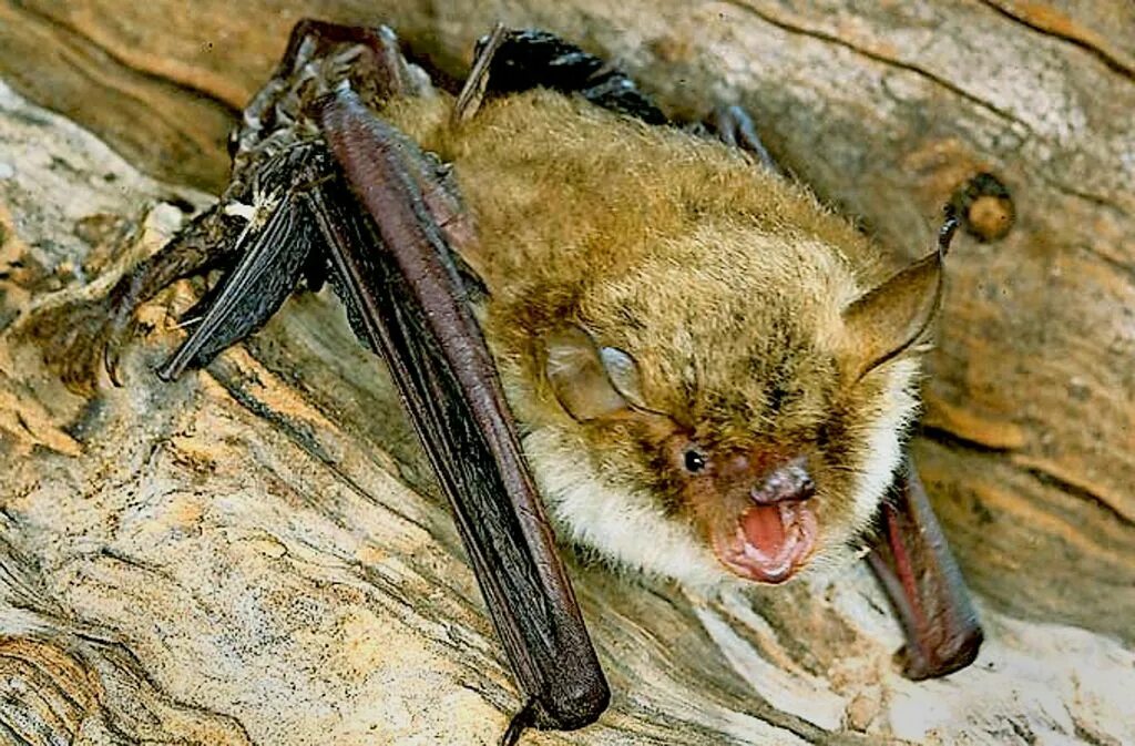 Ночница Иконникова Myotis ikonnikovi. Ночница длиннохвостая – Myotis Frater. Уссурийский трубконос. Водяная ночница (Myotis daubentoni.