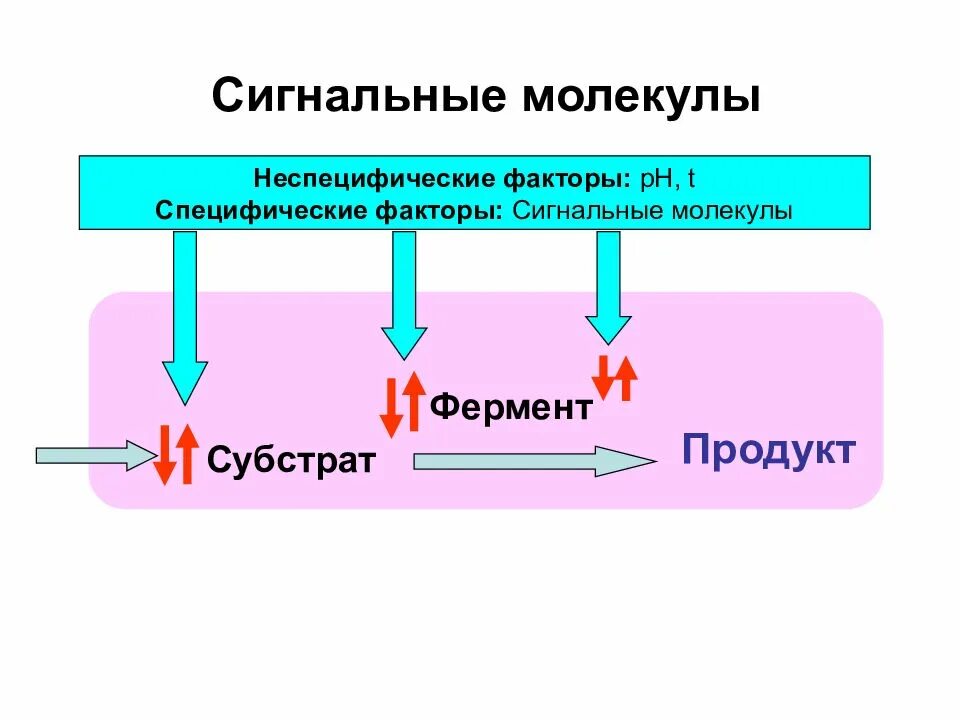 Сигнальные молекулы. Сигнальные молекулы биохимия. механизмы действия сигнальных молекул биохимия. сигнальная молекула это физиология. специфические сигнальные молекулы.