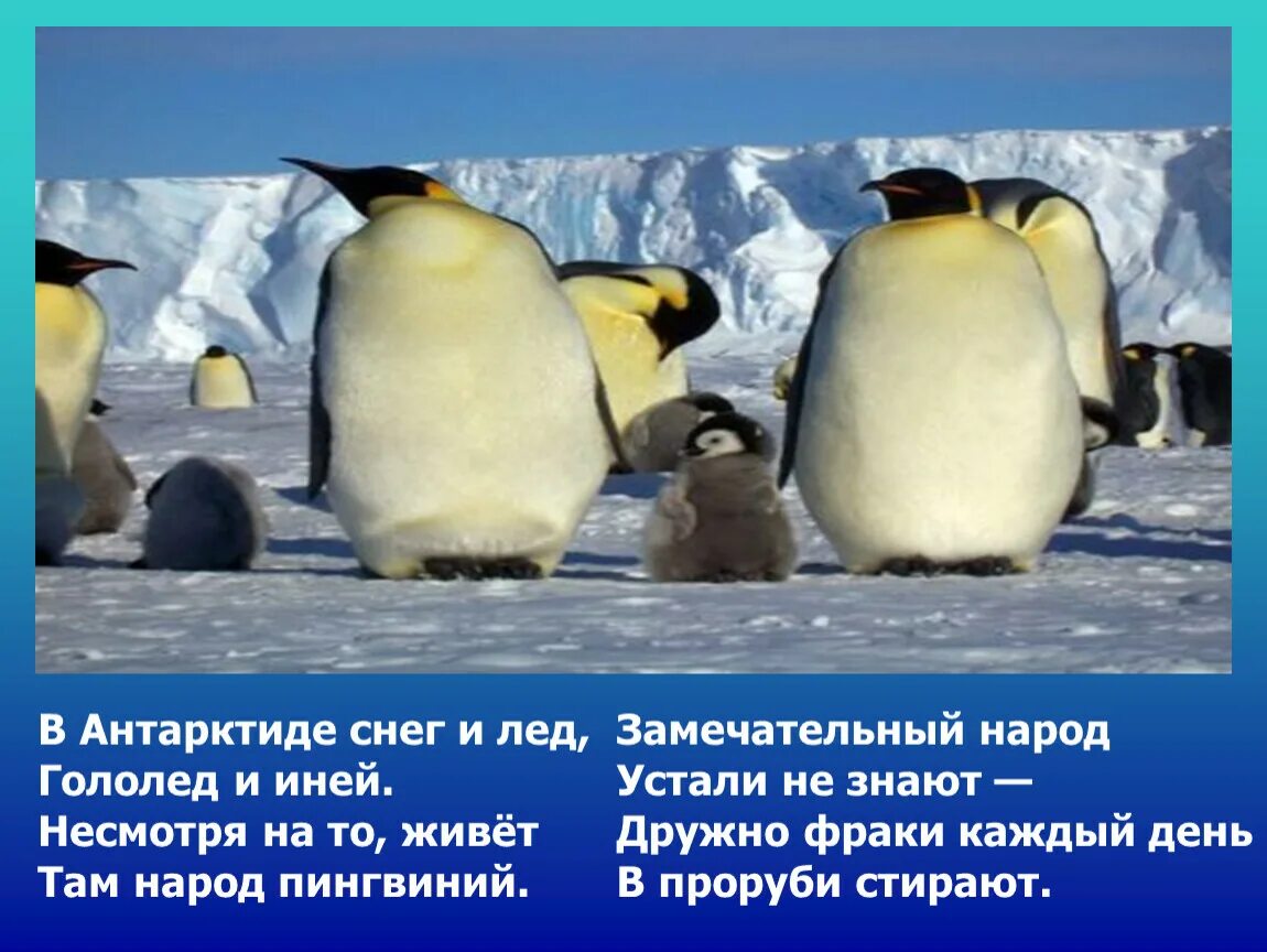 Текст про антарктиду. Антарктида презентация. Проект по Антарктиде. Антарктида проект. Антарктида слайд.