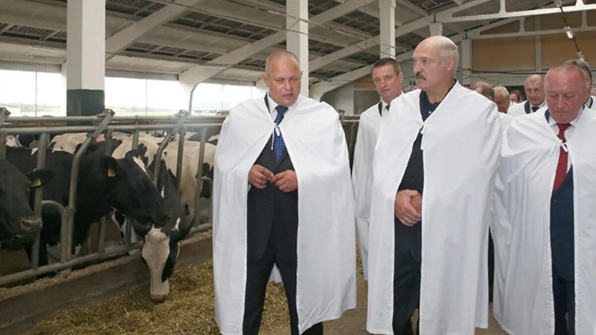 Приезд лукашенко в костюковичи. Лукашенко на ферме. лукашенко колхоз. лукашенко и коровы. лукашенко приехал на ферму.