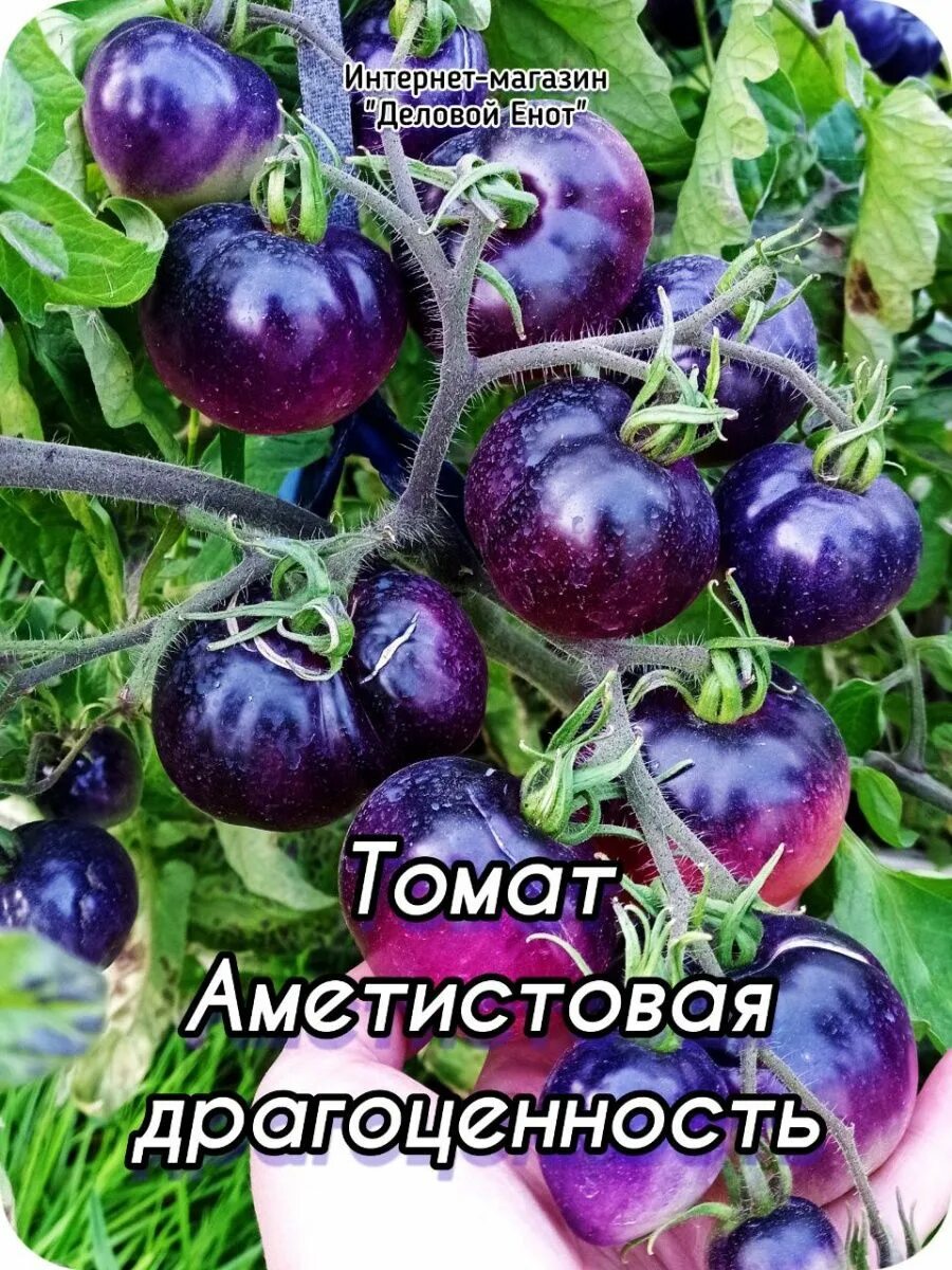 Томаты аметистовая драгоценность отзывы фото. Томаты аметистовая драгоценность отзывы фото