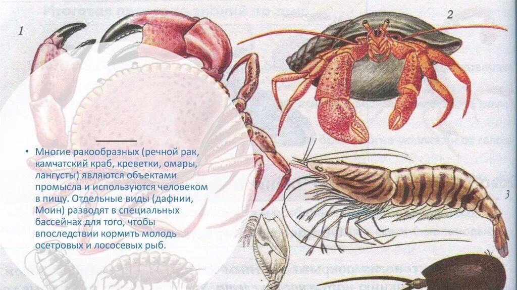Краб дафния. Представители класса ракообразные. Видовое многообразие ракообразных. Представитель ракообразных креветка. Как называются морские ракообразные.