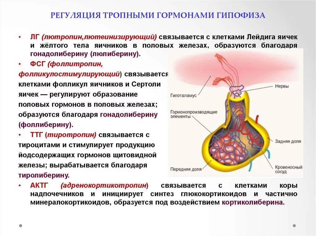 Гипофиз кровеносная система. Гормоны регулирующие деятельность гипофиза. Гипофиза лютеинизирующий гормон функции. Гормоны передней доли гипофиза схема. Гормоны регулирующие функции гипофиза.