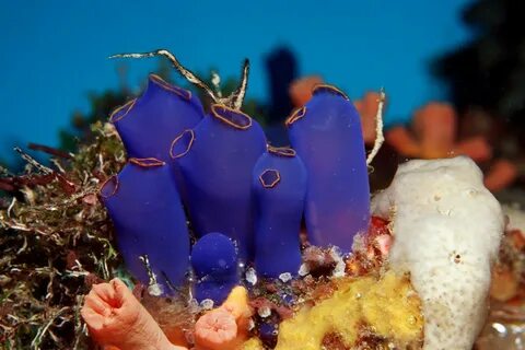 Sea Squirt Tunicates on a Coral reef. 