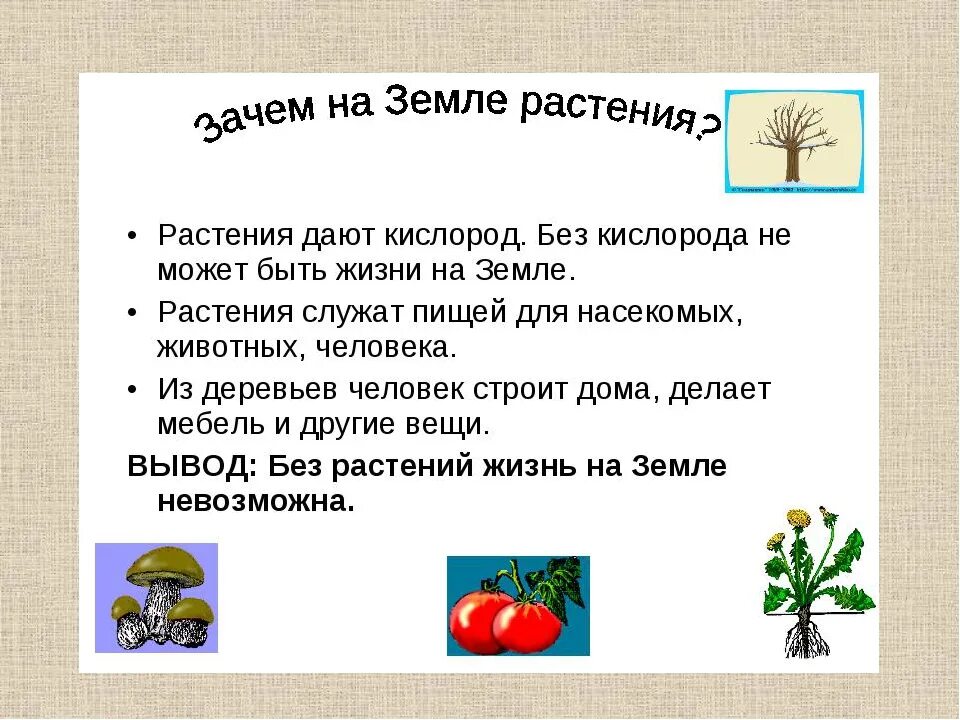 Роль растений и животных в жизни человека. Зачем растение в природе. Растения в жизни человека. Роль растений на земле.