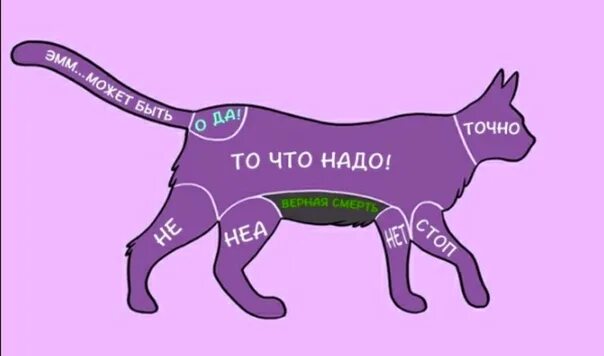 Как правильно гладить кошку. Где можно гладить кошку. где нельзя гладить кошку. где+можнотгладить+кота. где любят кошки когда их гладят.