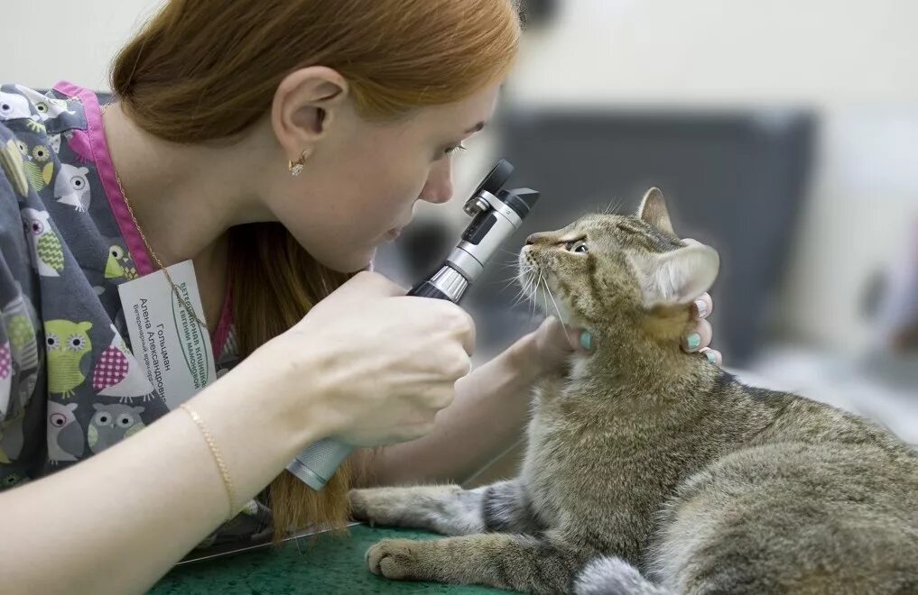 Обследование кошек. Офтальмология животных. Ветеринарный офтальмолог. Ветеринар осматривает кошку.