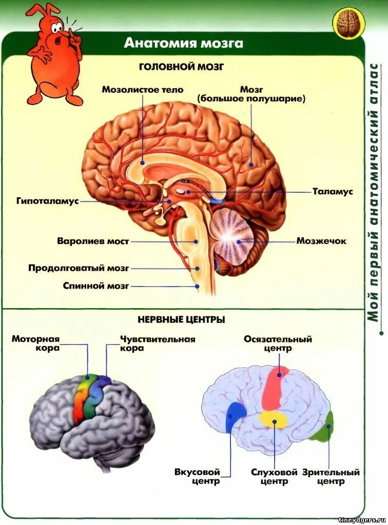 Укажите названия головного мозга. Строение головного мозга. Основные отделы головного мозга схема. Головной мозг структура строение. Строение головного мозга сбоку.
