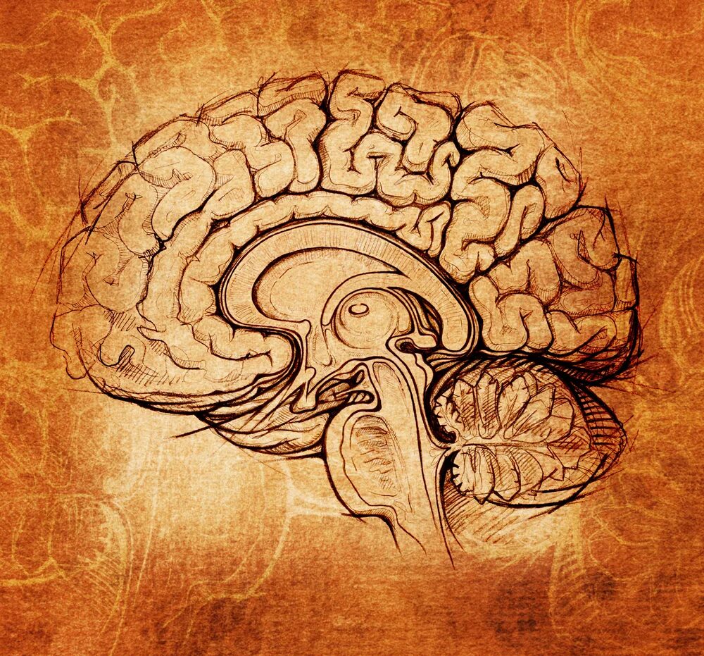 Леонардо да Винчи мозг человека. Мозг рисунок Леонардо да Винчи. Мозг строение Леонардо да Винчи. Мозг человека арт.