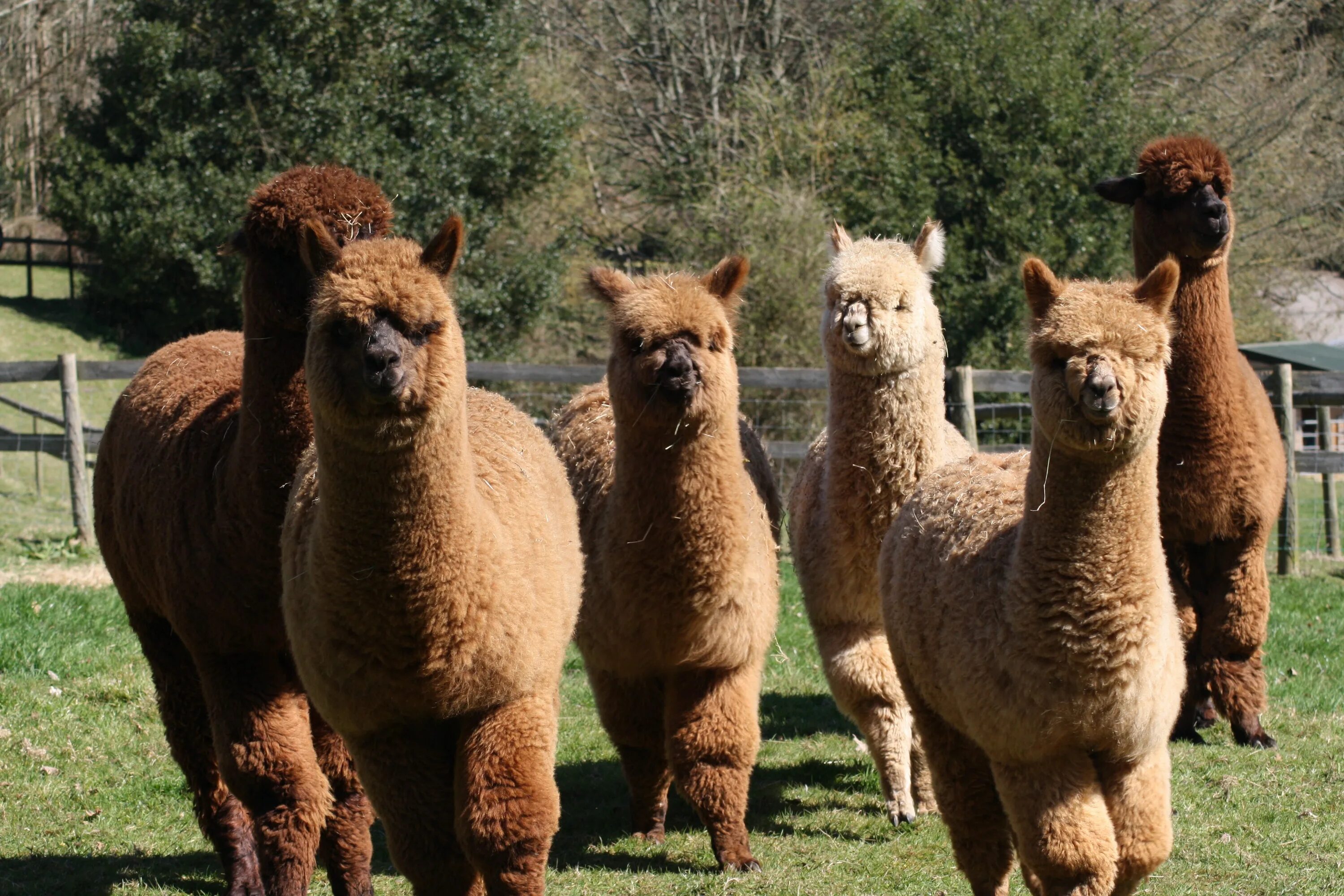 Альпака волокно. Альпака большого размера. Парк ламы альпаки москва. Альпака в костюме. Альпака большого размера.