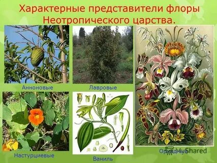 Характерные представители
