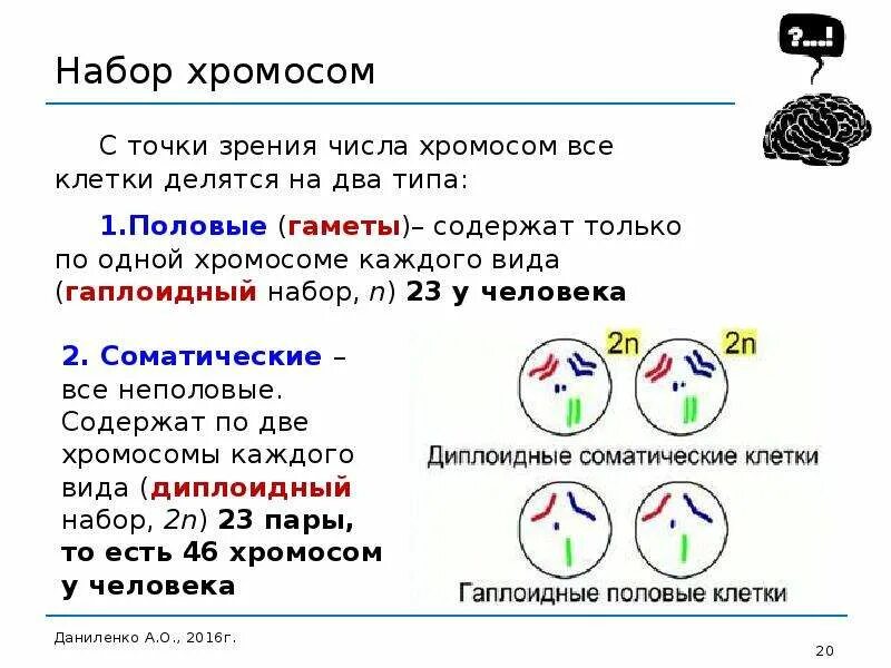 Диплоидный и гаплоидный набор хромосом таблица. Клетки с гаплоидным набором хромосом. Гаплоидный набор хромосом 1)набор хромосом в соматических клетках. Хромосомный набор гаплоидных клеток. В половых клетках любого организма набор хромосом