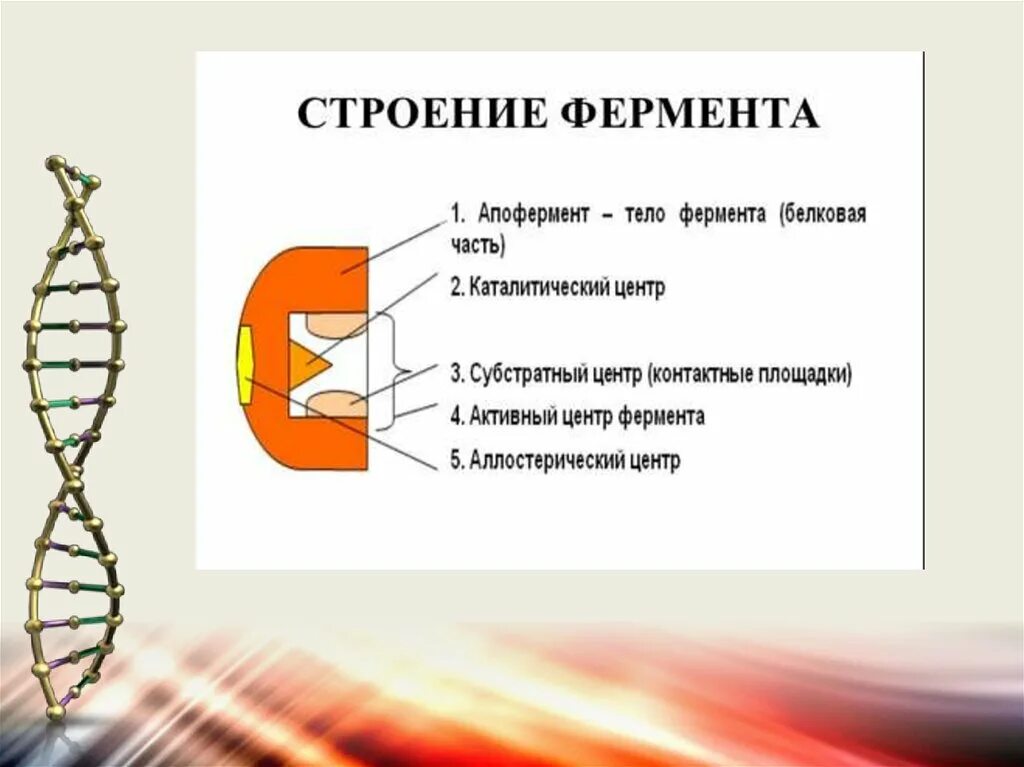 Строение фермента. Каталитический центр фермента. Строение фермента центры. 1. Строение ферментов..