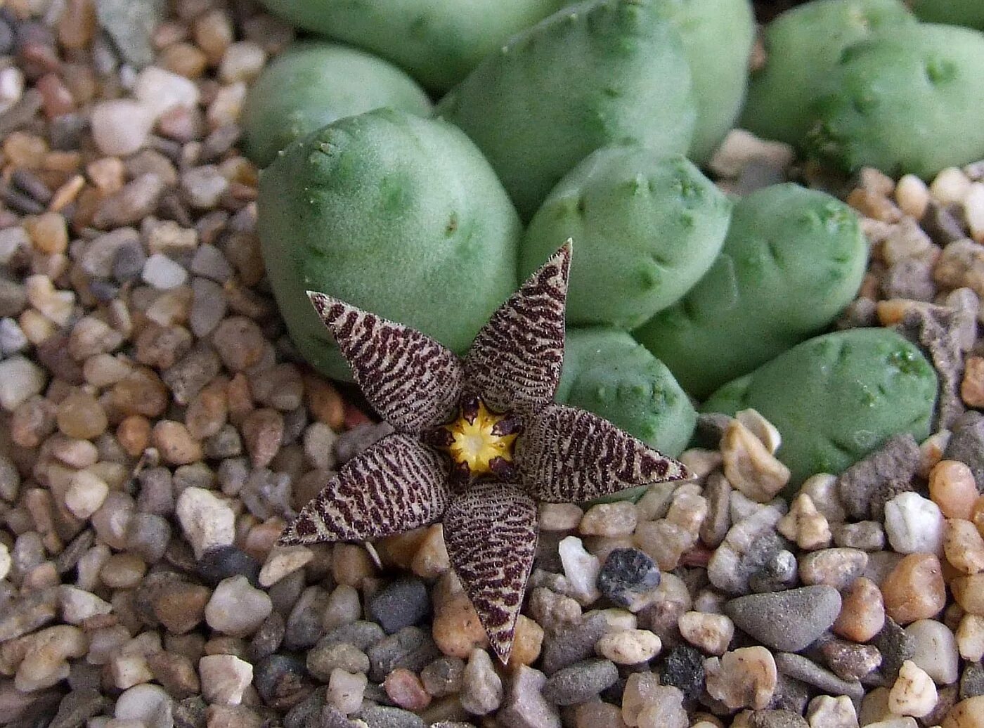 Piaranthus barrydalensis