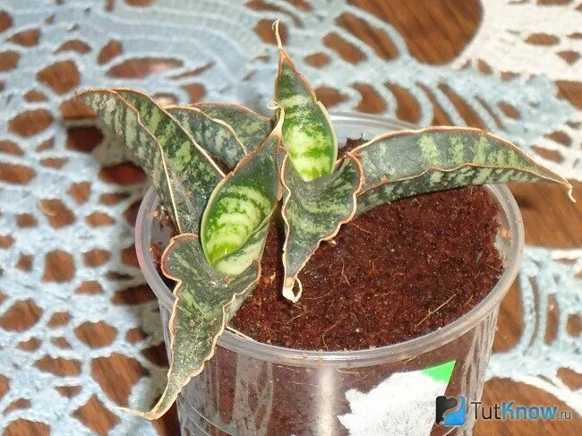 Суккулентные растения, Петр Лапшин, каталог для заказа - succulents by Peter Lap