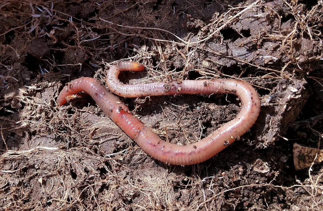 Новые черви. Обыкновенный дождевой червь. Дождевые черви вермикультура. Черви земляные и дождевые.