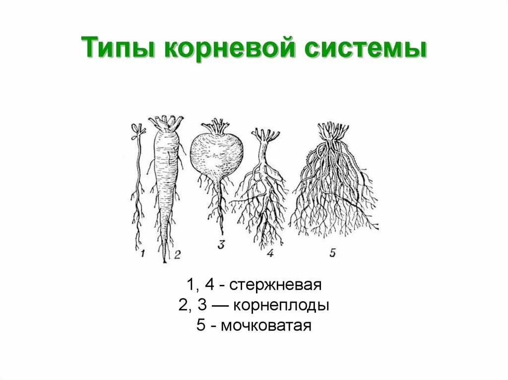 Корневая система цветковых растений. Типы корневых систем стержневая и мочковатая. Строение корня и типы корневых систем. Корневая система стержневого типа.