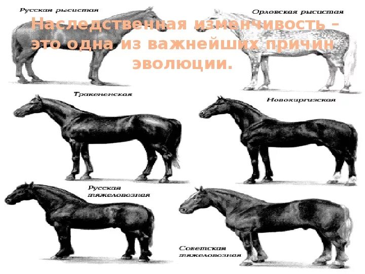 Вид изменчивости играющий ведущую роль в эволюции. Значение изменчивости для эволюции. Роль изменчивости в эволюционном процессе задание. Примеры мутаций в эволюции. Наследственность роль в эволюционном процессе.